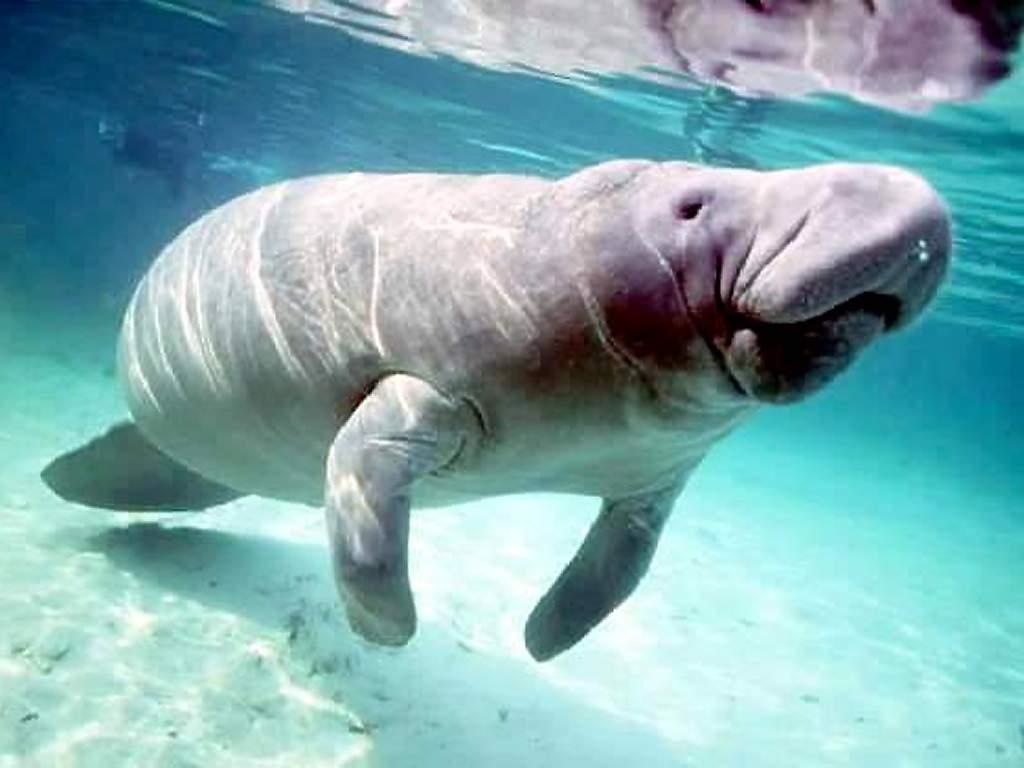 everglades manatee